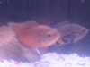 My Fish 002.jpg