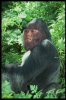 Neo Gorilla.jpg