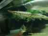 croc 048.jpg