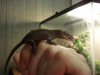 frogeyes-07.jpg