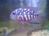 fish 4 007.jpg