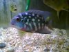 fish 4 006.jpg