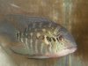 fish 3 047.jpg