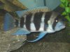 Fish Tank 083 (Large).jpg