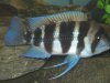 Fish Tank 082 (Large).jpg