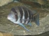 Fish Tank 081 (Large).jpg