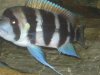 Fish Tank 078 (Large).jpg