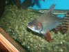 joes fish 011.jpg
