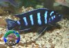 Pseudotropheus Demasoni.jpg