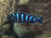 pseudotropheus_demasoni_01c.jpg