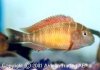 Tropheus_moorii_Red_rainbow_kapere.jpg
