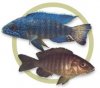p_89740_blue_peacock_cichlid.jpg
