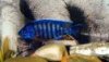 blue5.jpg