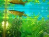 arowana 003.jpg
