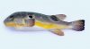 TakiFugusObscurus.jpg