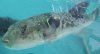 800px-Fugu_in_Tank.jpg