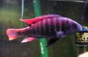 fish2.jpg