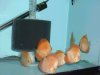 Melonbabies.jpg