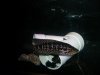 Jaguar Cichlid.JPG