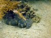 Acrochordus granulatus.jpg