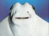 Ray1024.JPG