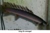 longfin09pp.JPG