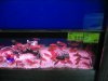 IMG_5086 Display Cichlids Jewels.JPG