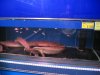 IMG_5097 Tanks of Birchers.JPG