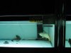 IMG_5089 Display Arow1.JPG