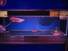 IMG_5094 Red Arrow and Rays.JPG