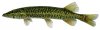 grass pickerel .jpg grass pickerel .jpg