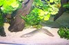 jos fish 079.jpg