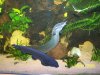 jos fish 303.jpg