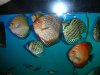 DISCUS.JPG