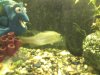 game fish 002.jpg
