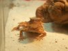 Draco the Horny Toad (10).JPG