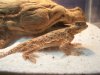 Draco the Horny Toad (7).JPG