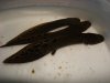 lungfish 005.JPG