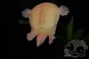 turtle 3.5 (031508).jpg