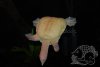 turtle 3.5 (031508)a.jpg
