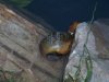 apple snail.JPG