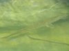 Gar overhead.JPG