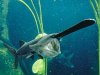 Paddlefish-1.jpg