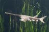 paddlefish2-tm.jpg