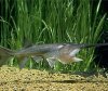 paddlefish.jpg