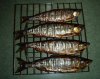 kokanee.jpg