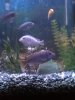 fish1.jpg