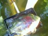 Big_Ass_Fishy.jpg