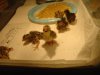 DSC09932.JPG