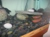 Zoo_Fish_Baby 092.jpg
